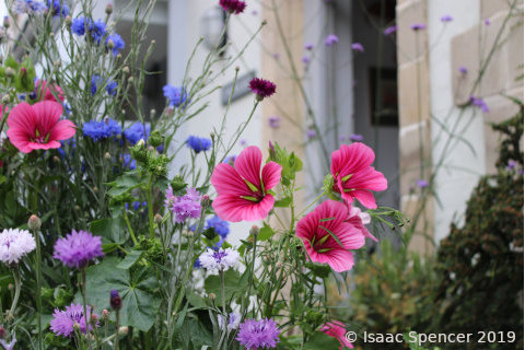 close up of pink, purple and blue summer flowers growing in a pot